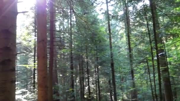 Femme dans la forêt joue dans le cache-cache . — Video