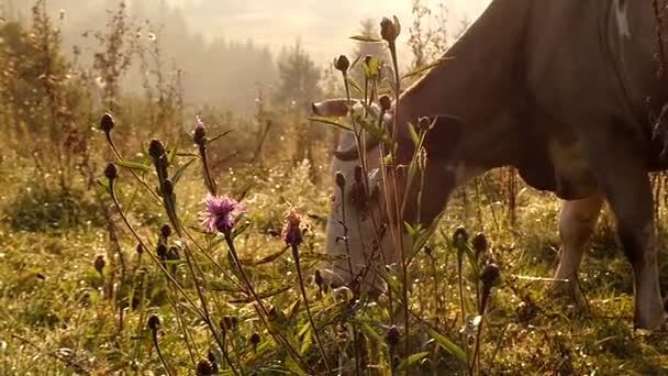 Hoofd van koeien die grazen in de weide in de bergen. Slow Motion bij zonsondergang. — Stockvideo