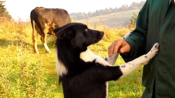 Leuke actie. de Hand van de herder krassen hoofd van de zwarte hond. Slow Motion. — Stockvideo