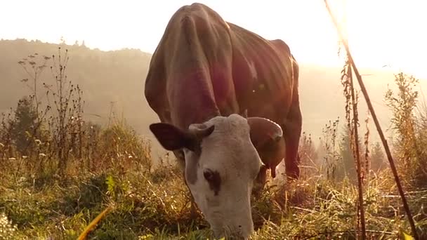 Hoofd van de koe in de zon, grazen in een weiland in de bergen. — Stockvideo