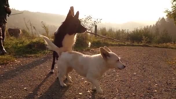 Två hundar av Shepherd kor i bergen i Slow Motion. — Stockvideo