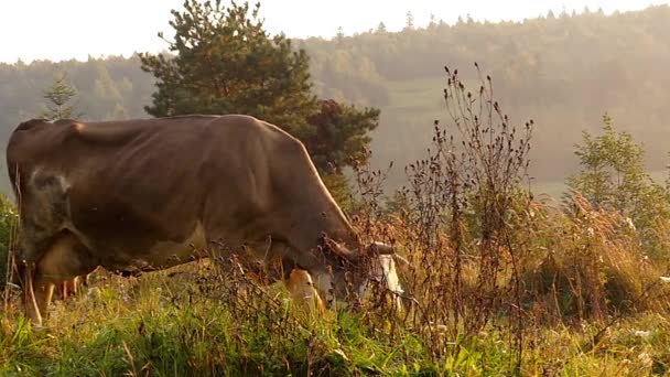 Kuh weidet auf der Weide in den Bergen. Zeitlupe bei Sonnenuntergang. — Stockvideo