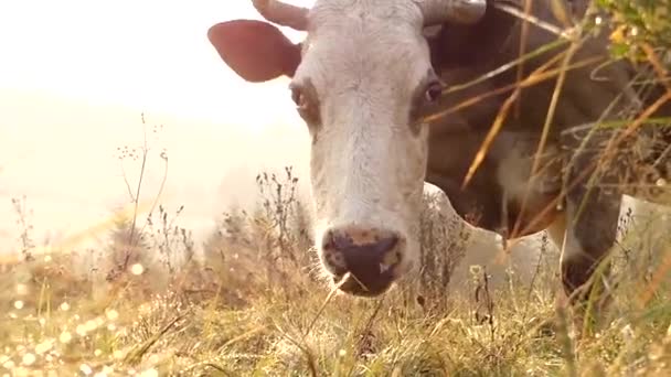 Krowiego głowę w słońcu, pasące się na łące w górach. — Wideo stockowe