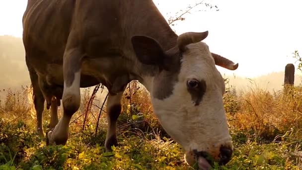 山の草原における放牧牛の頭、太陽の下で. — ストック動画