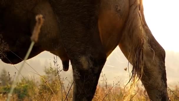 Udder of Cow Close up in the Sun. Rallentatore . — Video Stock