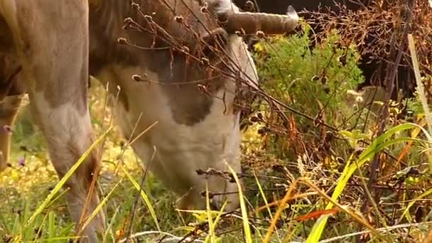 Cow Grazing on Meadow in the Mountains. Movimento lento ao pôr-do-sol . — Vídeo de Stock