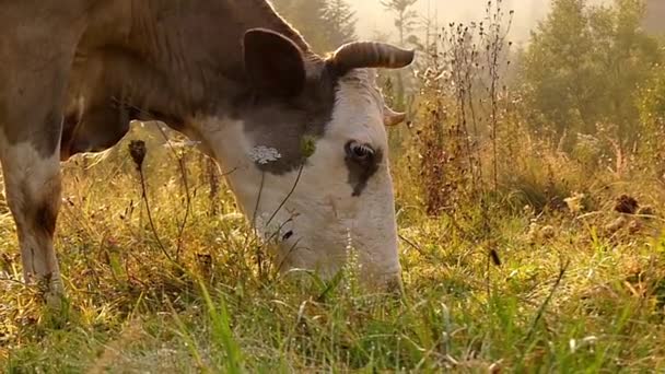 Dağlarda çayır üzerinde otlatma inek başkanı. Ağır çekim gün batımında. — Stok video