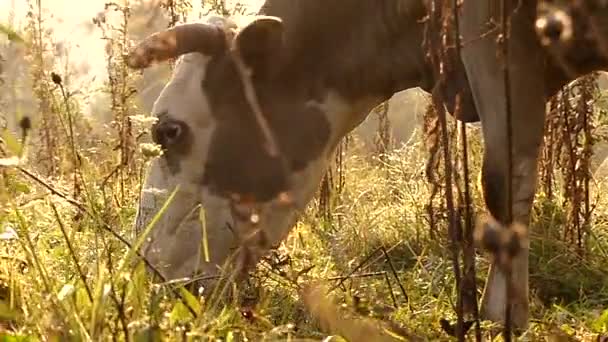 Dağlarda çayır üzerinde otlatma inek başkanı. Ağır çekim gün batımında. — Stok video