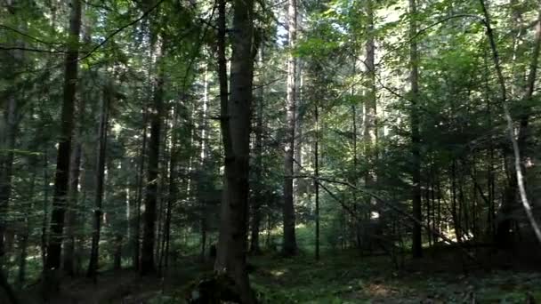 林の松の木の美しいパノラマ. — ストック動画