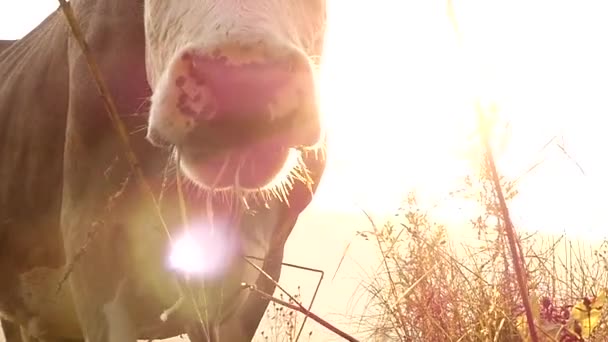 El hocico de la vaca bajo las luces del sol, pastando en un prado en cámara lenta . — Vídeos de Stock