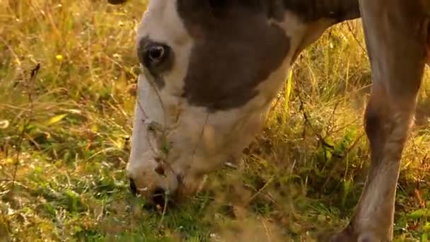 Hoofd van de koe in de zon, grazen in een weiland in de bergen. — Stockvideo