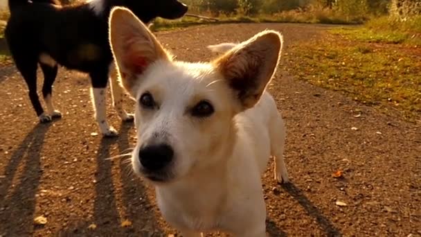 Gesicht des süßen weißen Hundes, der bei Sonnenuntergang in die Kamera schaut. — Stockvideo