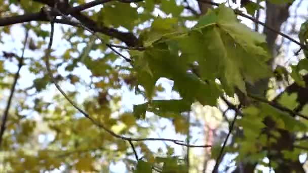 Unga Maple Tree flyttade med vindbyar. — Stockvideo