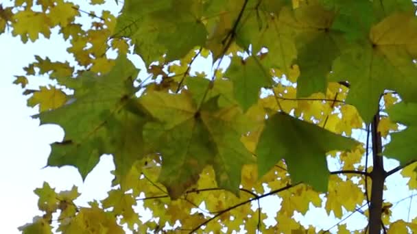 一棵年轻的枫树挥动着它的树枝. — 图库视频影像