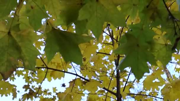 Árbol de arce joven en otoño ondeando sus hojas . — Vídeos de Stock