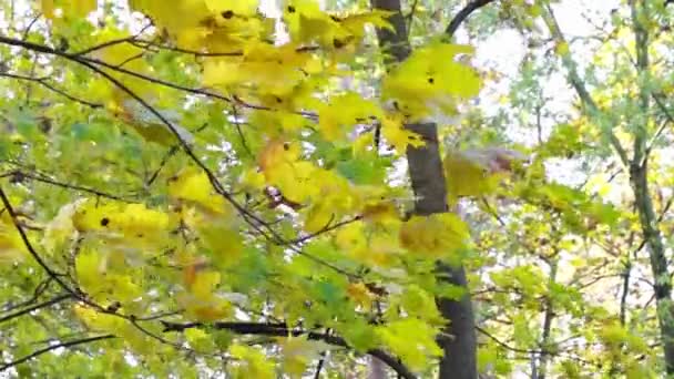Lime Tree in Autumn Forest. — Stock Video