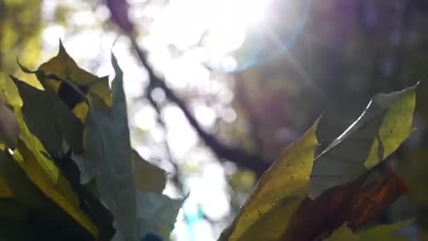 Hojas conservadas por las manos de la mujer en el bosque . — Vídeo de stock