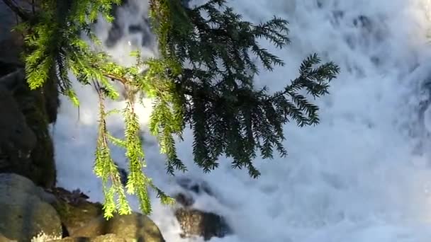 Une cascade de forêt avec des rochers . — Video
