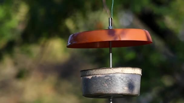 Een Tomtit vliegen naar een vogel Feeder te nemen een zaad. Slow Motion. — Stockvideo