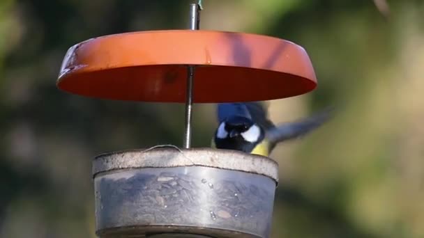 Eine Tomtit fliegt zu einem Vogelfutterhäuschen, um einen Samen zu nehmen. — Stockvideo
