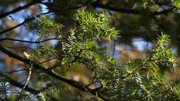 Une brindille d'arbre à fourrure. Gros plan . — Video