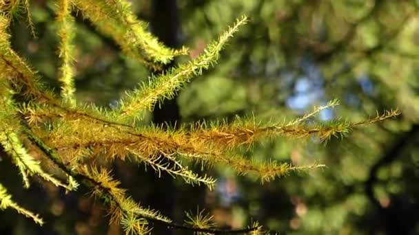 Kožešina strom Twings přestěhoval s mírně fouká vítr. — Stock video