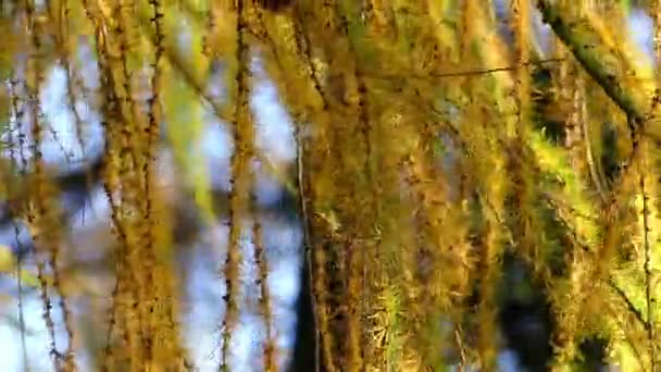 Κίτρινη γούνα κλαδιά δέντρου μεταφέρθηκε με τον άνεμο. — Αρχείο Βίντεο