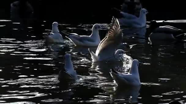 Uno stormo di gabbiani e un anatra sul mare. Rallentatore . — Video Stock