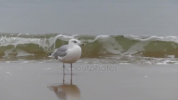 One Seagull on a Sea Background in Slow Motion. — Stock Video