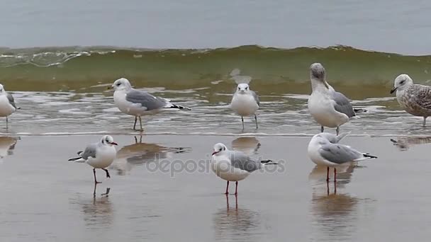 En massa fiskmåsar på en havsstrand. — Stockvideo