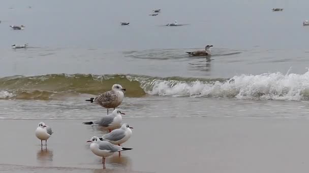 En massa fiskmåsar på en strand med grå i havet. — Stockvideo