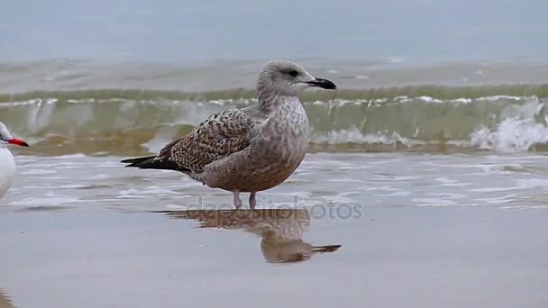 Twee meeuwen lopen en vliegen op een zee-achtergrond. — Stockvideo