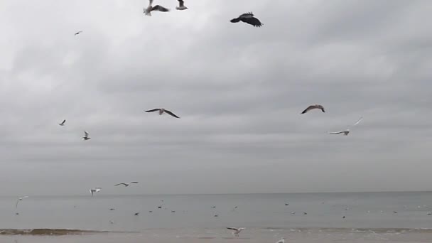 Багато літаючих чайок на морському тлі. Повільний рух . — стокове відео