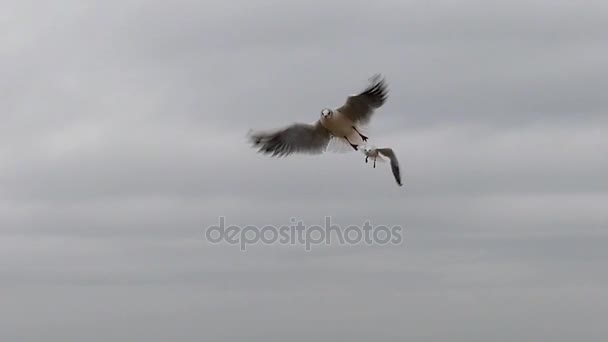 Tres gaviotas voladoras . — Vídeo de stock