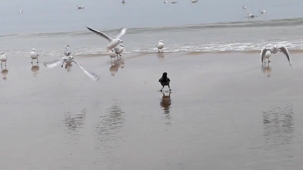 Un sacco di gabbiani e un corvo su fondo marino . — Video Stock