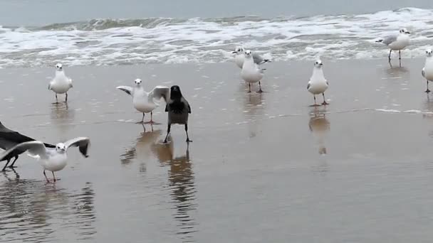 Gaivotas e corvos numa praia marinha. Movimento lento . — Vídeo de Stock