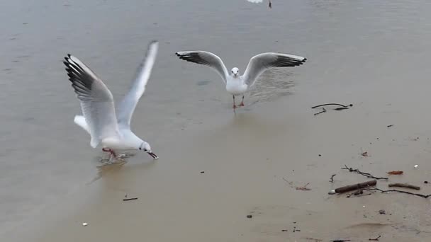 Tres gaviotas flotantes y un cuervo . — Vídeo de stock