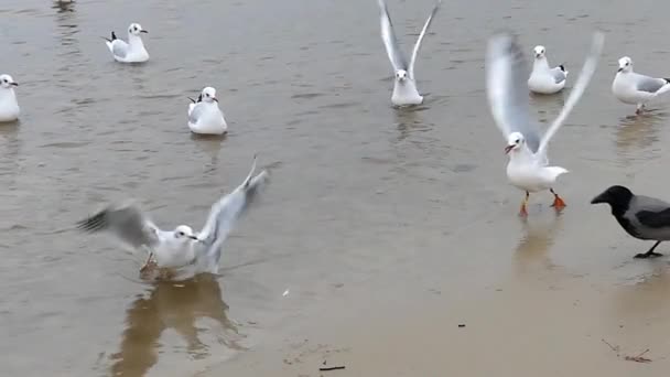 Seven Seagulls and One Raven. Slow Motion. — Stock Video