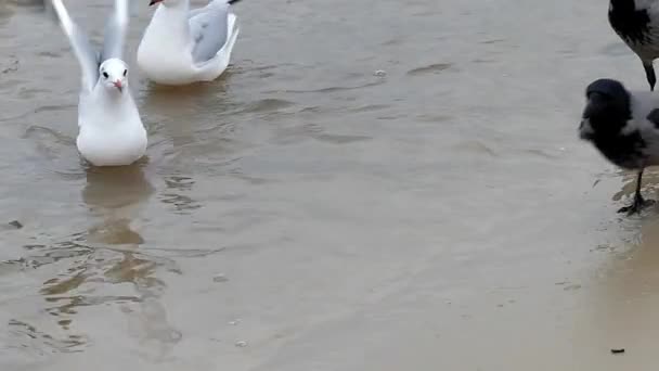 Três gaivotas contra dois corvos em um litoral . — Vídeo de Stock