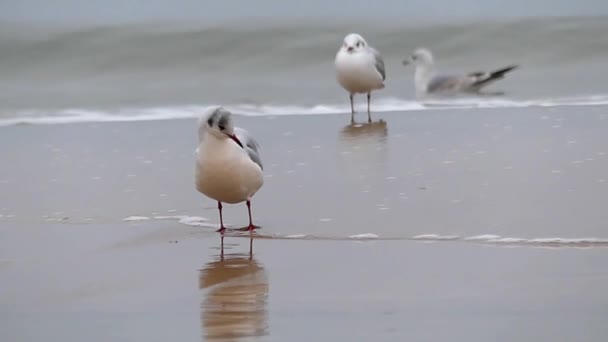 Drie meeuwen op een zandstrand. — Stockvideo