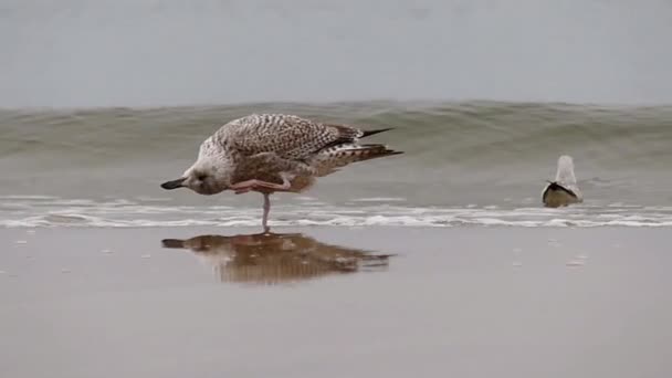 Três gaivotas, Flutuar, Voar, De pé . — Vídeo de Stock