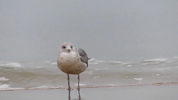 Три чайки на пляжі пісок з низьким хвиль. Повільний рух. — стокове відео