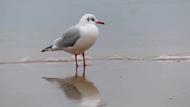 Bir kum plaj üzerinde yürüyen bir martı. Ağır çekim. — Stok video