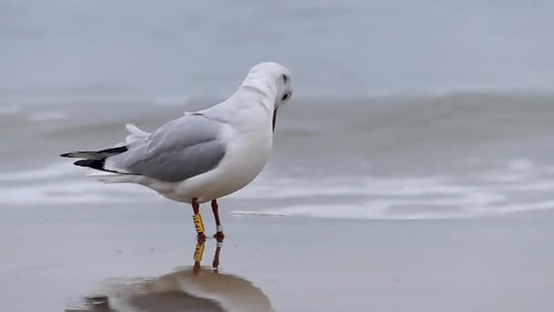 A Seagull Cleaning Feather. a Wave. Slow Motion. — Stock Video