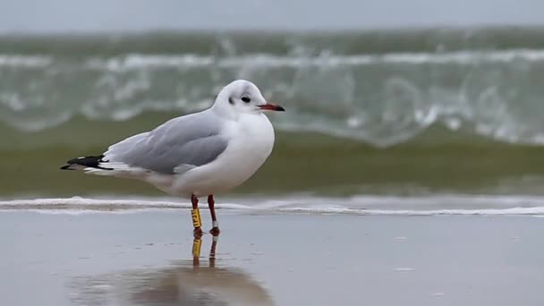 Seagull postavení. Velká vlna. Zpomalený pohyb. — Stock video