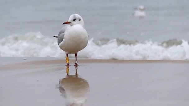 Racek s kroužky. Pobřeží. Wave.Slow pohyb. — Stock video