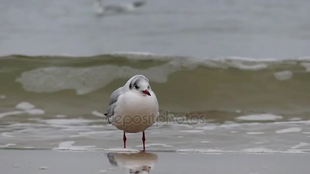 A Seagull Standing and a Sea Wave. Slow Motion. — Stock Video