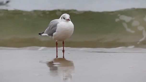 Een meeuw en een golf van de zee. Slow Motion. — Stockvideo