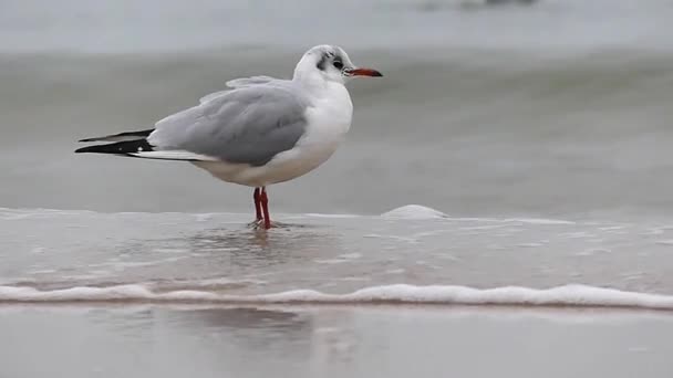 Uma onda e uma gaivota de pé. Movimento lento . — Vídeo de Stock
