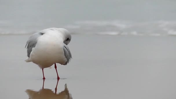 Seagull Cleaning Its Wing. Slow Motion.motion. — Stock Video